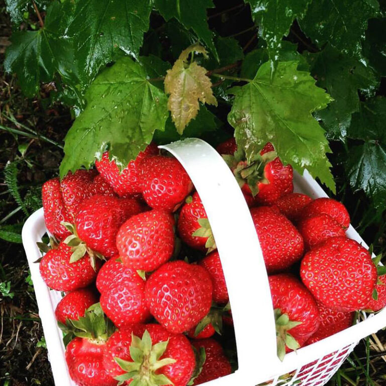 PickYourOwn & Prepicked Strawberries Brooklands Farm