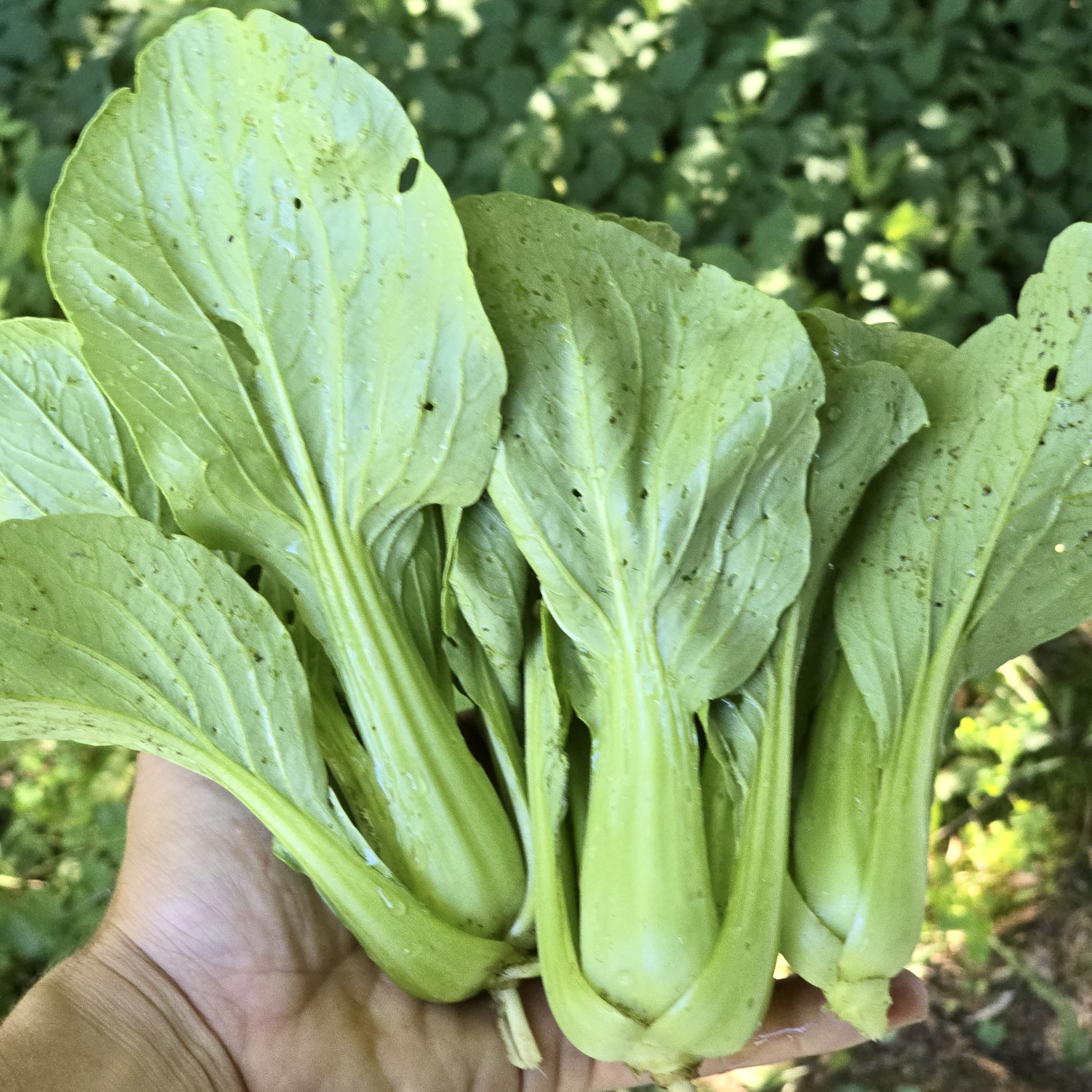 Bok Choy