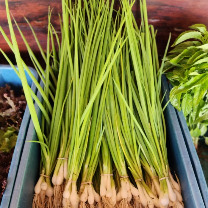 Green Onions