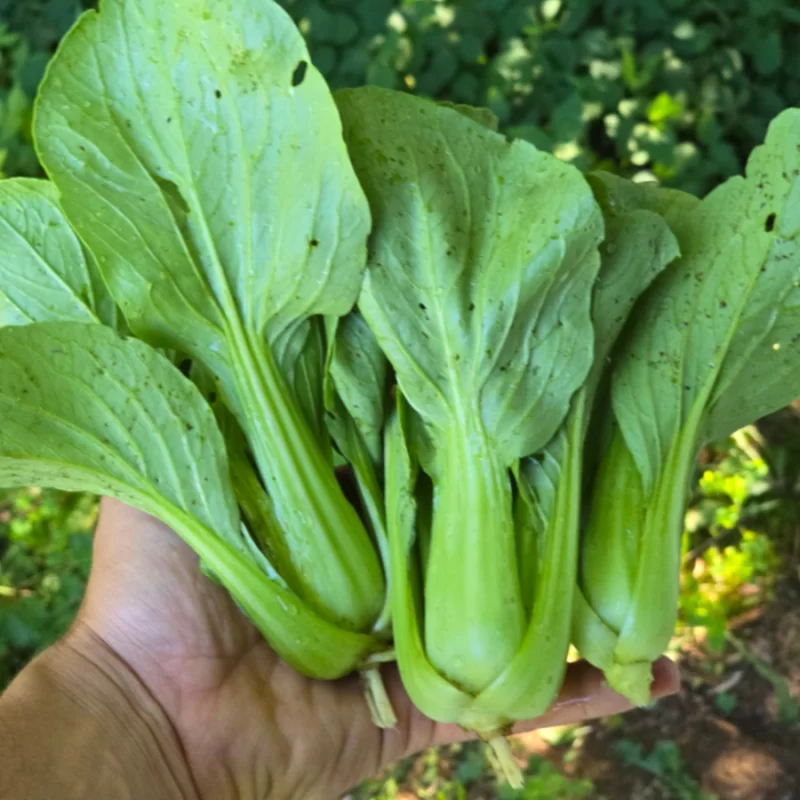 Bok Choi
