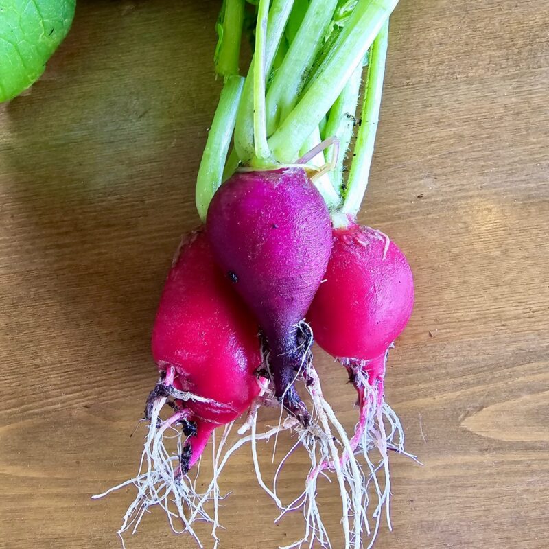 Radish