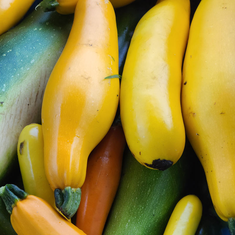Zucchini